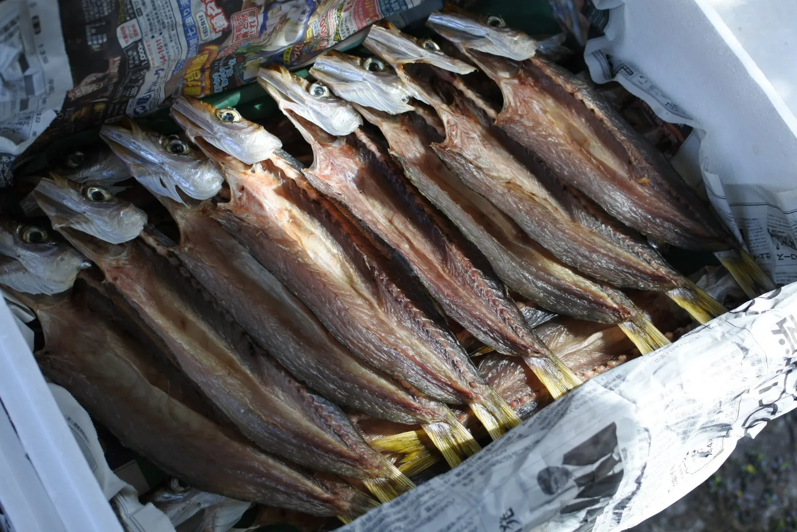 カマス干物 ノドグロ干物 が大人気 宅配最終日 かやの鮮魚