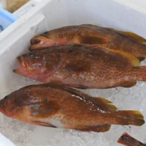 境港産 アカミズ キジハタ