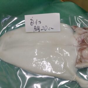 シロイカ ケンサキイカ 干物