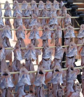 ノドグロ 一夜干し