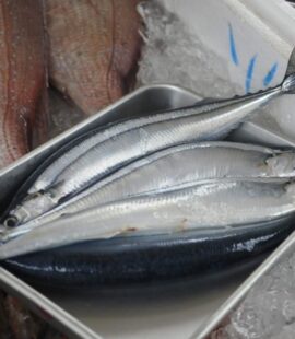 さんま 秋刀魚