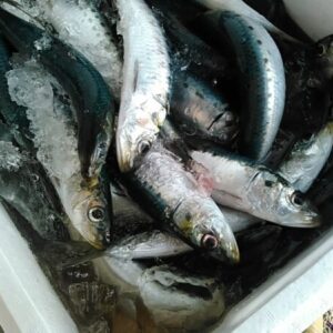 境港産 真イワシ