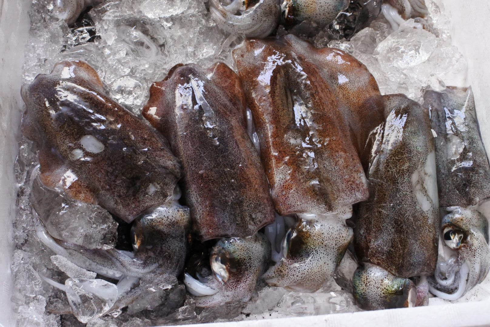 アオリイカ刺身用 皮むき身 真空冷凍 境港産 かやの鮮魚店