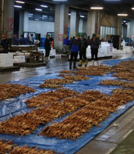 松葉ガニ ズワイガニ