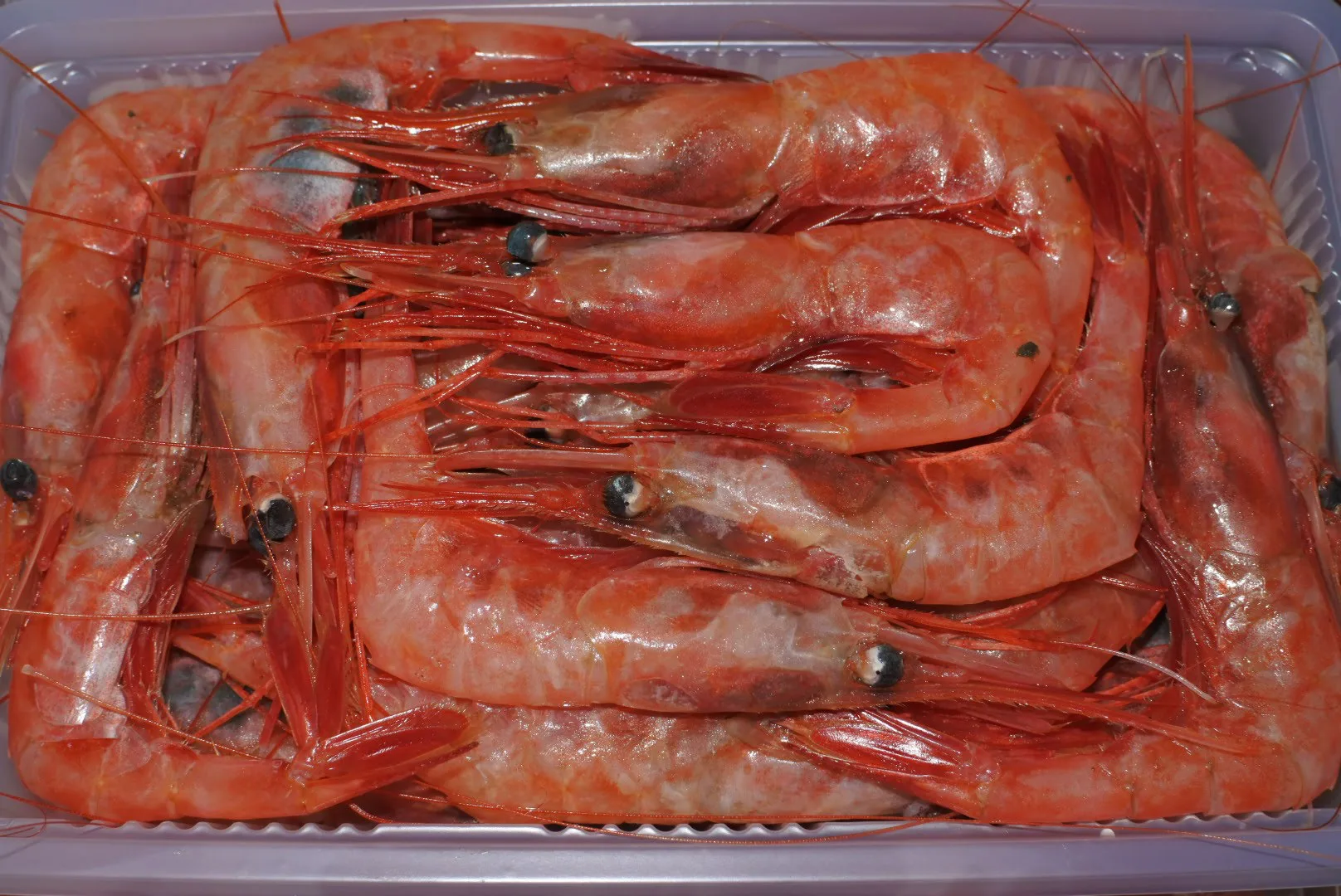 甘エビ （ ホッコクアカエビ ）冷凍 刺身でどうぞ！ - かやの鮮魚店