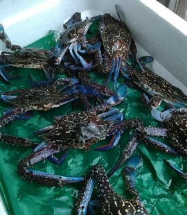 アオデ（タイワンガザミ）