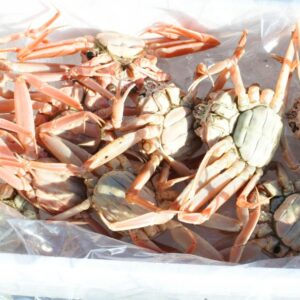 セコガニ 親ガニ