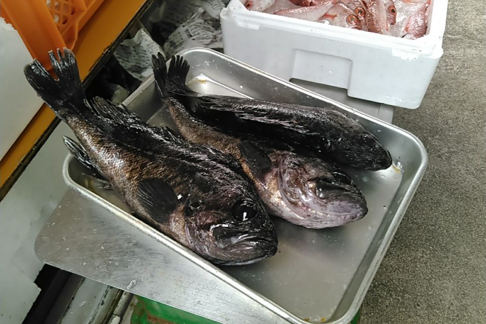 キツネメバル (マゾイ)、煮付けも最高、刺身も最高!