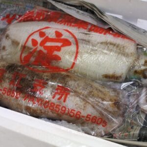 アオリイカ 特大サイズ