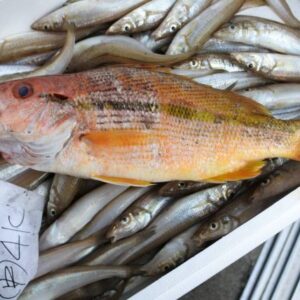 ヨコスジフエダイ