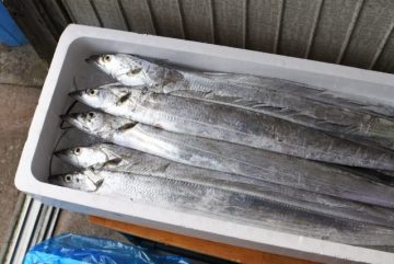 タチウオ 太刀魚