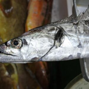 タチウオ 太刀魚