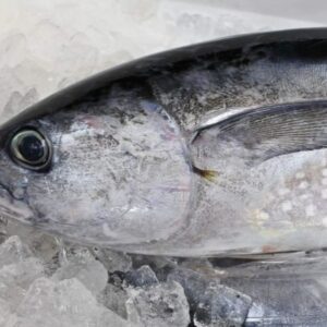 コシナガマグロ