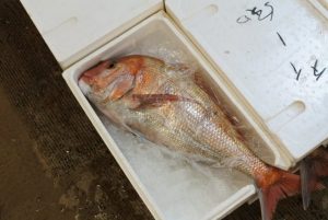鯛
