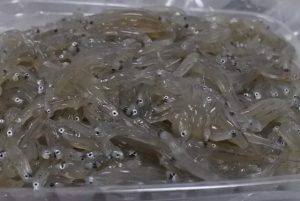 生しらす 0g New かやの鮮魚店