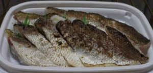 炙りカマス（焼き霜造り）のお刺身★新登場