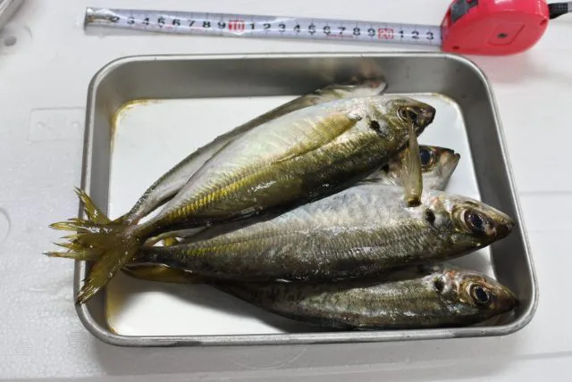 境港産アジ 5匹 - キャンペーン品 - かやの鮮魚店