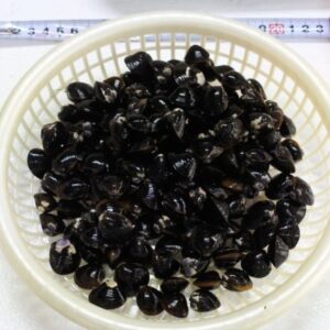 宍道湖産シジミ