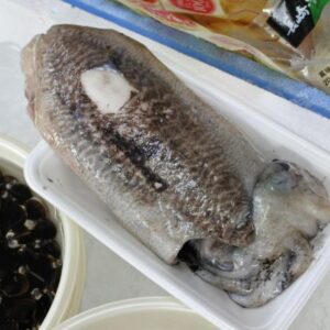 境港産コウイカ