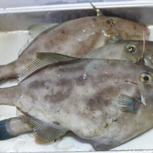 境港産ウマヅラハギ 3匹