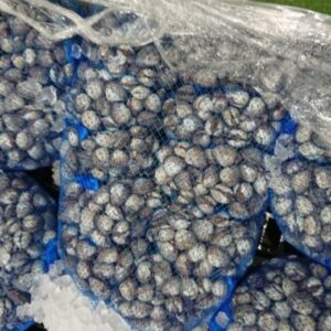 韓国産サルボウ貝