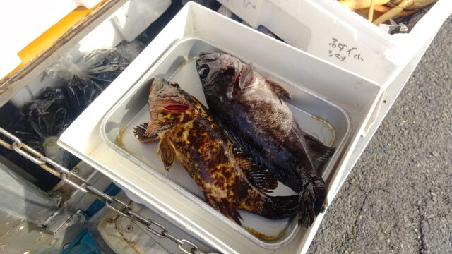 タケノコメバル 煮付けが美味しい魚 かやの鮮魚店