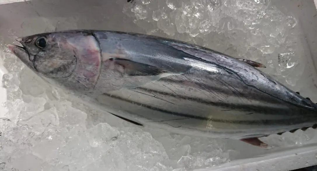 本カツオ（マガツオ） 生 一本 通販！ 刺身／たたきで！ - かやの鮮魚店