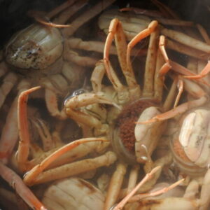 親ガニ　セコガニ