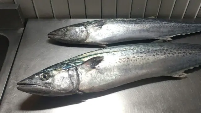 鮮魚通販［豊洲 Okawari 鮮魚店］庄内おばこサワラ 2-2.5kg 山形