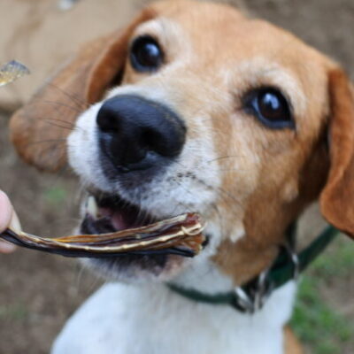 エイジャーキー ビーグル