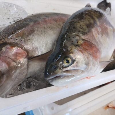 琴浦グランサーモン