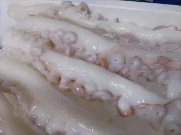 ミズタコ　足