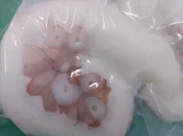 ミズタコ　足