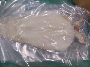 ヤリイカ テナシイカ 干物