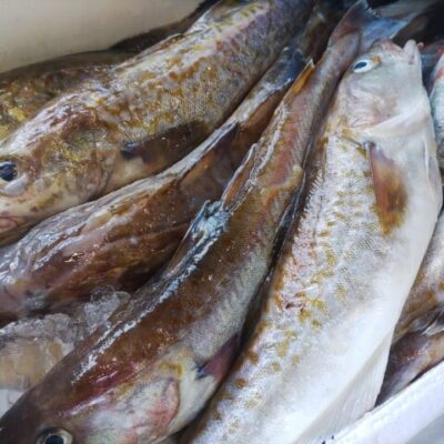 マタラ　真タラ