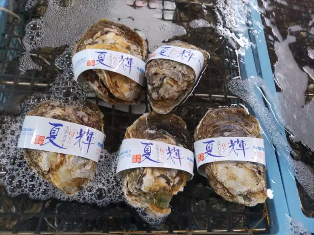 夏輝 （なつき）鳥取県の名物 岩牡蠣 産直通販 - かやの鮮魚店