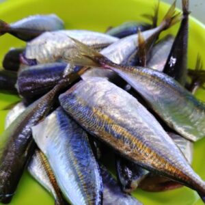 アジ　ドレス加工