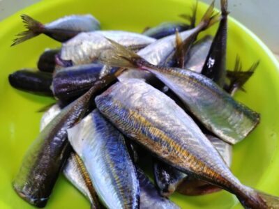 アジ　ドレス加工