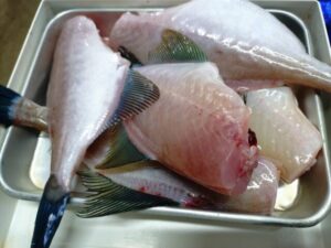 ウマヅラハギ　カワハギ