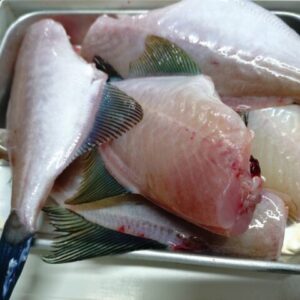 ウマヅラハギ　カワハギ