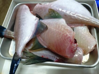 ウマヅラハギ　カワハギ