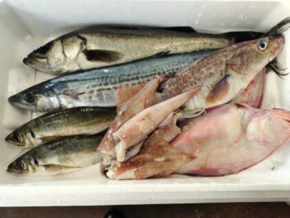 鮮魚セット　４kg