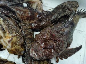 オニオコゼ 境港産 １匹 ／ 煮付け・唐揚げでどうぞ